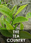 Tea Plantation Tours
